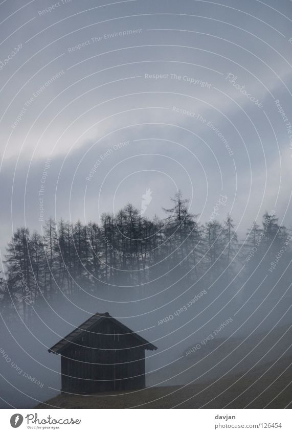 Morgengrauen Nebel Wald dunkel Baum Baumkrone Wolken gruselig Einsamkeit Angst Panik Winter gefährlich Hütte