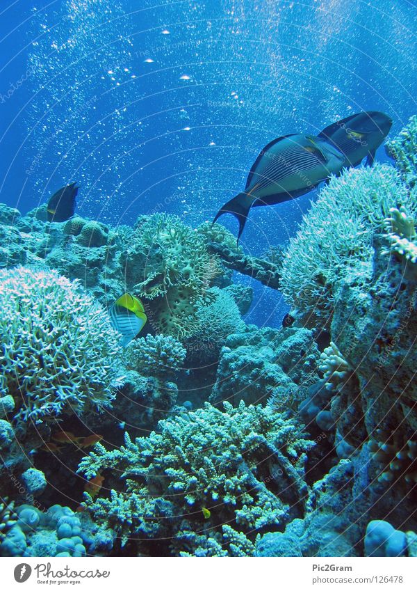 Korallenriff Luftblase Doktorfisch Meer tauchen Fisch Riffe Rotes Meer Unterwasseraufnahme