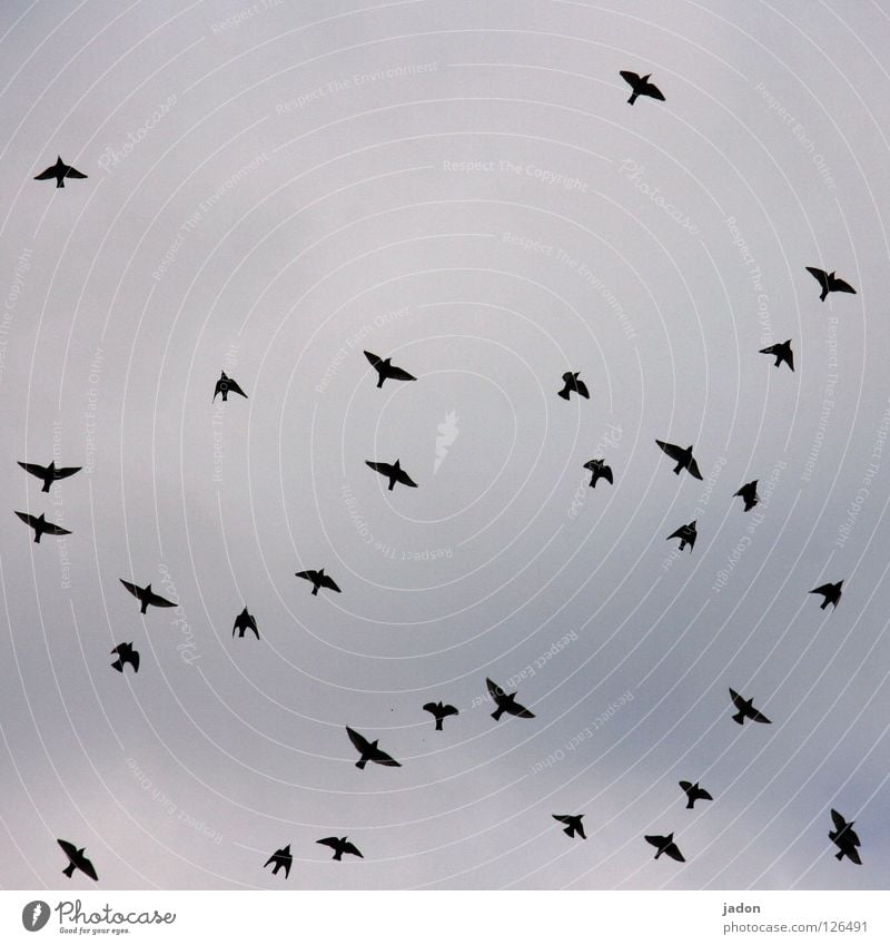 31 Vogel Vogelschwarm Ferne fliegen Silhouette Brandenburg Himmel Luftverkehr vogelflug Ordnung aufgeflogen Ausflug Schwarm Flügel Profil