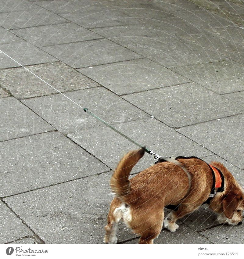 Adrenalinschub Hund braun Schwanz Beton Bürgersteig Verkehrswege Säugetier Kommunizieren Seil Revier Geruch orten sondieren Lebenselexier ziehen Beine