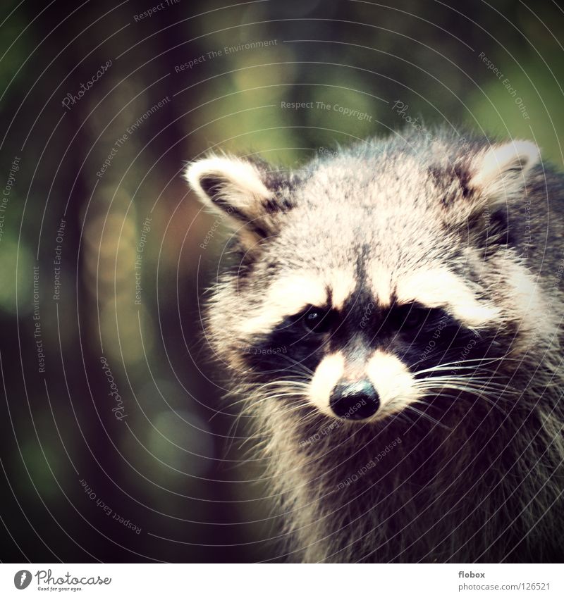 Die Raccoons Waschbär zerzaust Zoo Tier Fell Gehege gefangen buschig Käfig Landraubtier niedlich Säugetier obskur Park Bär raccoon racoon bear wuschel animal