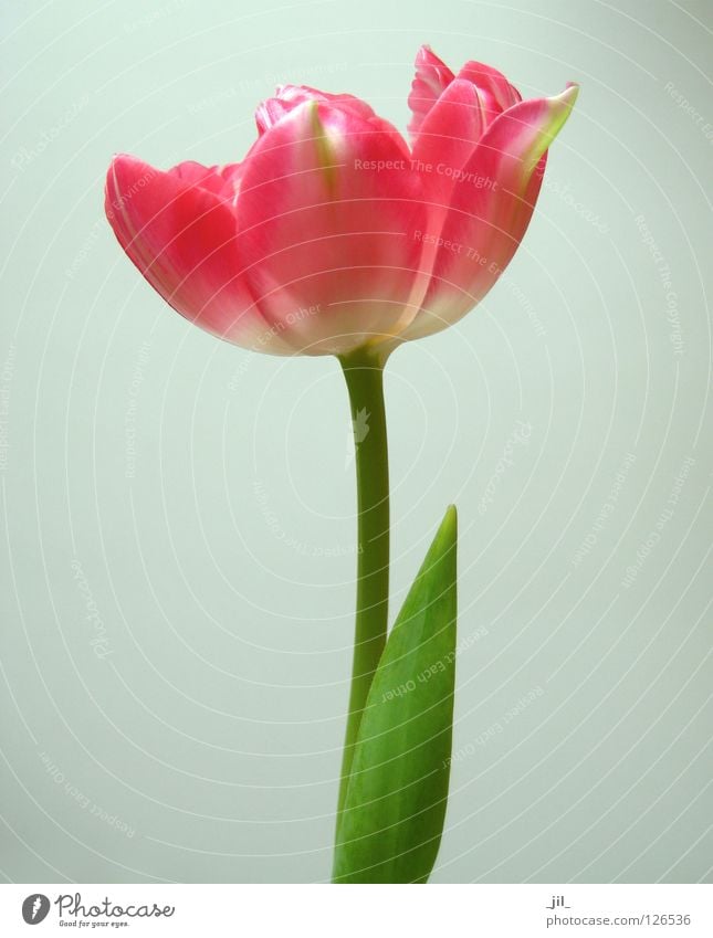 blush Tulpe Blüte Blume Pflanze Kraft zart schön rot rosa grün weiß grau Leben prall grau-grün