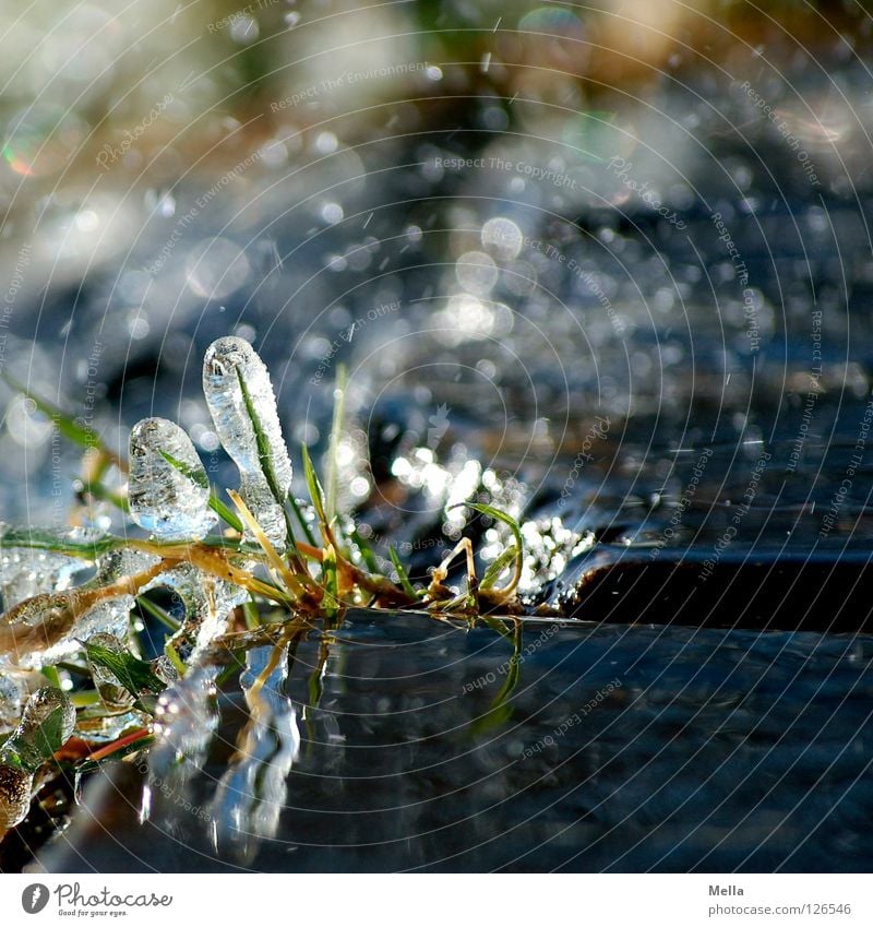 Eins hab ich noch - Frühlingseis VI Umwelt Natur Pflanze Wasser Wassertropfen Winter Eis Frost Gras Halm Tropfen glänzend Wachstum außergewöhnlich frisch kalt