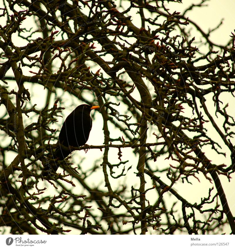 Amselwinter II Umwelt Natur Baum Sträucher Ast Zweige u. Äste Park Tier Vogel Drossel 1 hocken sitzen natürlich trist grau schwarz Farbfoto Gedeckte Farben