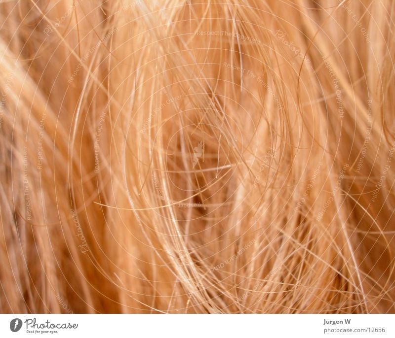 blond Haare & Frisuren Nahaufnahme Mensch Detailaufnahme Makroaufnahme hair hair-style