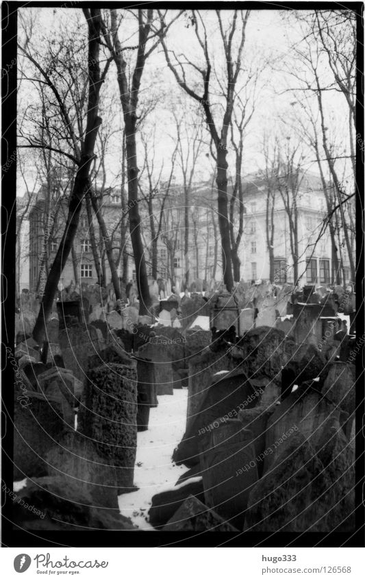 Old Jewish Cemetery Friedhof Grab Prag Grabstein Trauer Baum ruhig Gebet Winter Grabinschrift Tod mehrere Haus Verzweiflung Europa Prague Traurigkeit