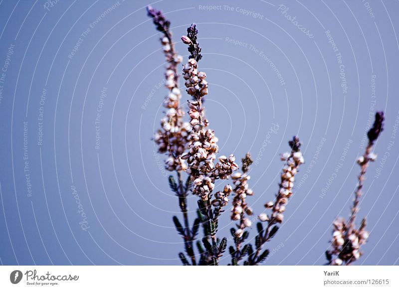 lilablassblau Pflanze Wachstum Blume Blüte schlafen Herbst Winter violett Wand Verlauf Himmel Kontrast Ast Zweig Heilpflanzen Unkraut