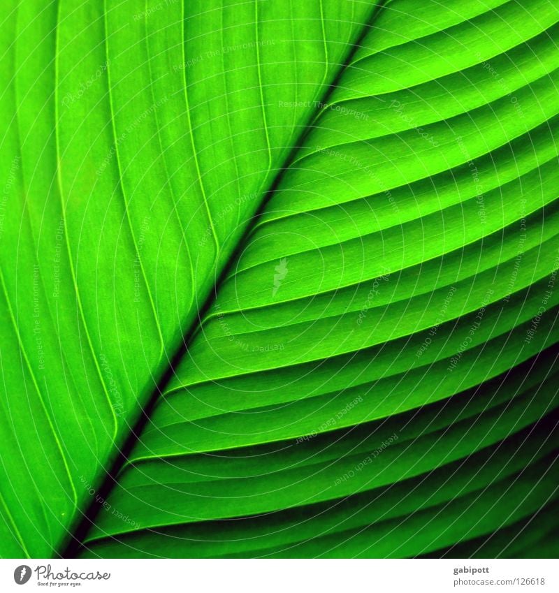 Blatt ohne Namen Farbfoto Außenaufnahme Nahaufnahme Detailaufnahme Makroaufnahme Muster Strukturen & Formen Menschenleer Natur Pflanze Blume Urwald Linie