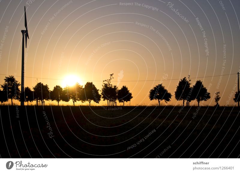 Spreedorado | einer tanzt immer aus der Reihe Windkraftanlage Landschaft Sonne Sonnenlicht Sommer Schönes Wetter Pflanze Baum Wiese Feld schwarz Baumreihe