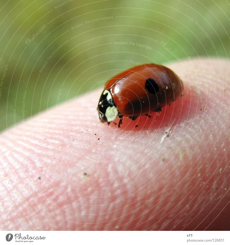 Marienkäfer Insekt Tier Lebewesen Glückwünsche Wunsch Finger Fingerkuppe Identität Fingerabdruck Furche Gemälde gepunktet Frühling rot weiß grün Makroaufnahme