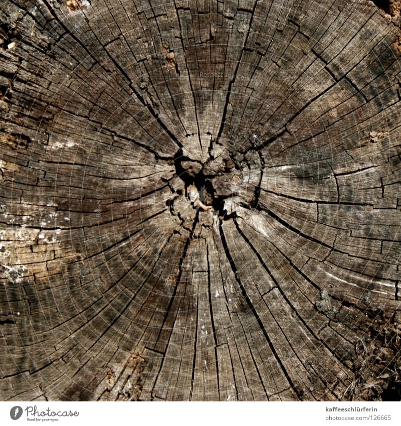 Chronologie Baum Jahresringe gefallen Holz braun Riss Polarisation Baumringe alt Nahaufnahme