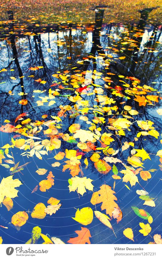 Herbstblätter, die in Wasser schwimmen Natur Pflanze Baum Blatt Wald Teich See Fluss hell gelb gold Farbe fallen Oktober Hintergrund farbenfroh Jahreszeiten