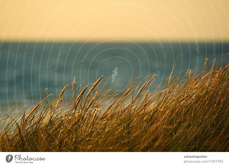 Dünengras Umwelt Natur Landschaft Pflanze Himmel Wolkenloser Himmel Sonnenlicht Sommer Schönes Wetter Strandhafer Küste Nordsee Insel Sylt Erholung Erwartung