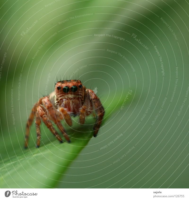 schau mir in die augen Tier Wildtier Spinne Springspinne 1 braun grün Härchen Auge Beine Blatt Farbfoto Gedeckte Farben Außenaufnahme Nahaufnahme Makroaufnahme