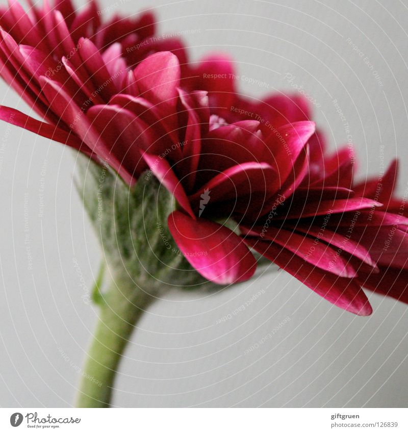 rot Blume Blüte Blütenblatt Pflanze grün Wachstum Makroaufnahme Nahaufnahme Natur Blühend