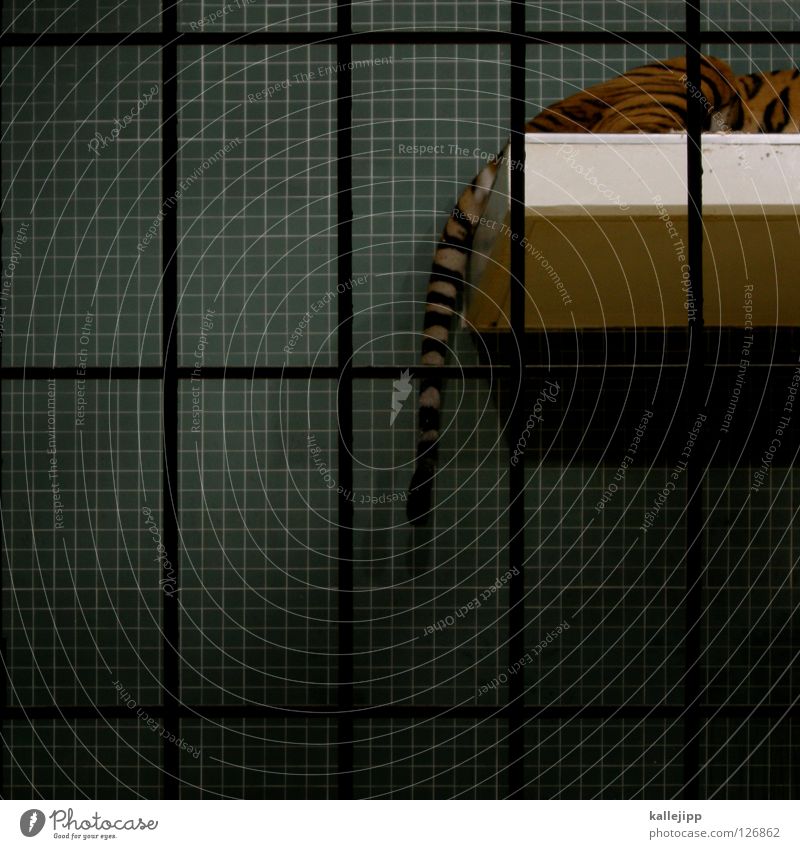 tiger Zoo Käfig gefangen Lebewesen Qual Landraubtier Raubkatze Katze Leopard Fleischfresser Muster Gitter Schwanz Körperhaltung Säugetier schlafen