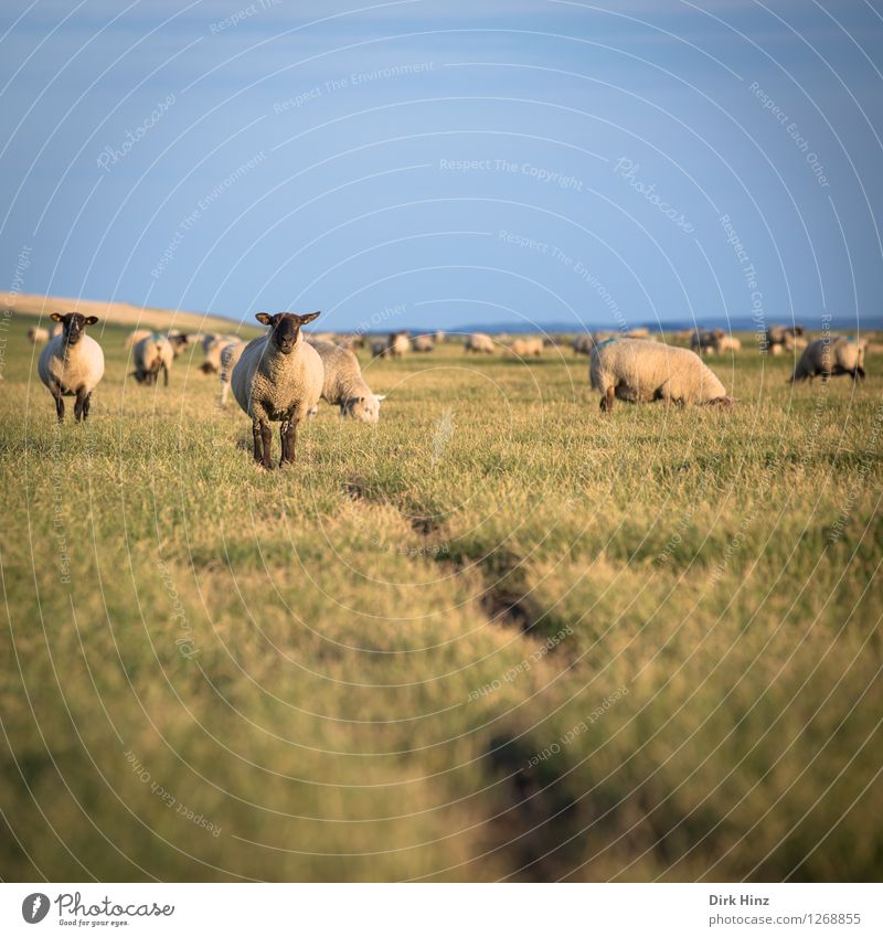 Schafe am Deich von Friedrichskoog Erholung Ferien & Urlaub & Reisen Tourismus Ausflug Ferne Freiheit Sommer Sommerurlaub Sonne Tiergesicht Tiergruppe Herde
