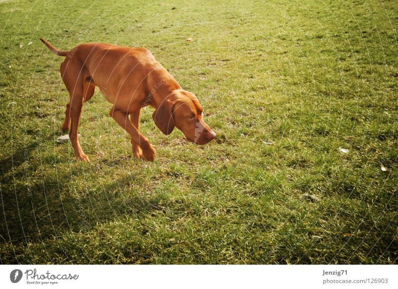 Immer der Nase nach. Hund Wiese Gras Suche verfolgen Geruch Fährte Spuren Tier Haustier auslaufen Spaziergang Säugetier Natur Fährte wittern Spur aufnehmen
