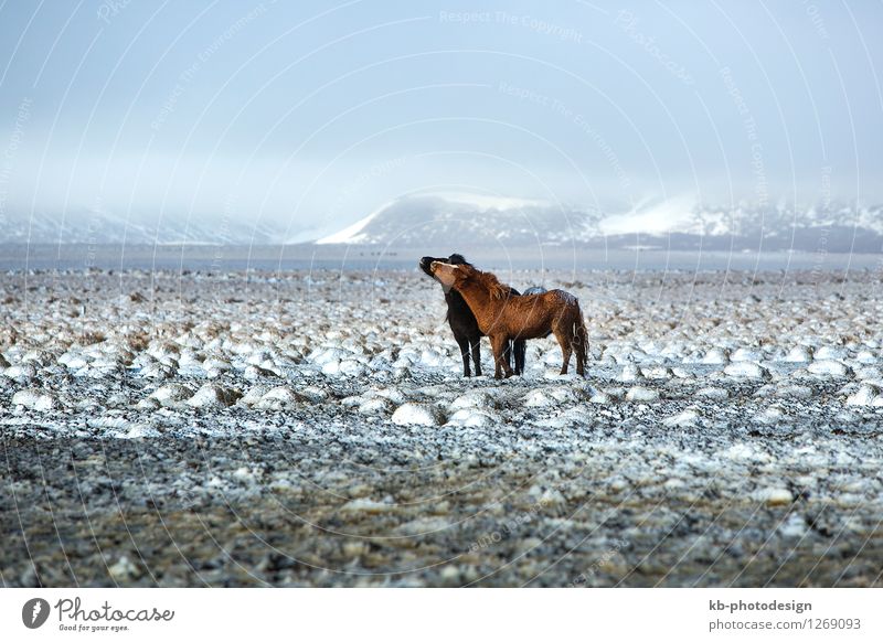Two Icelandic horses in snowy winter landscape Winter Wind Wildtier Pferd 2 Tier Küssen Ferien & Urlaub & Reisen rennen Iceland pony Iceland ponies Icelander