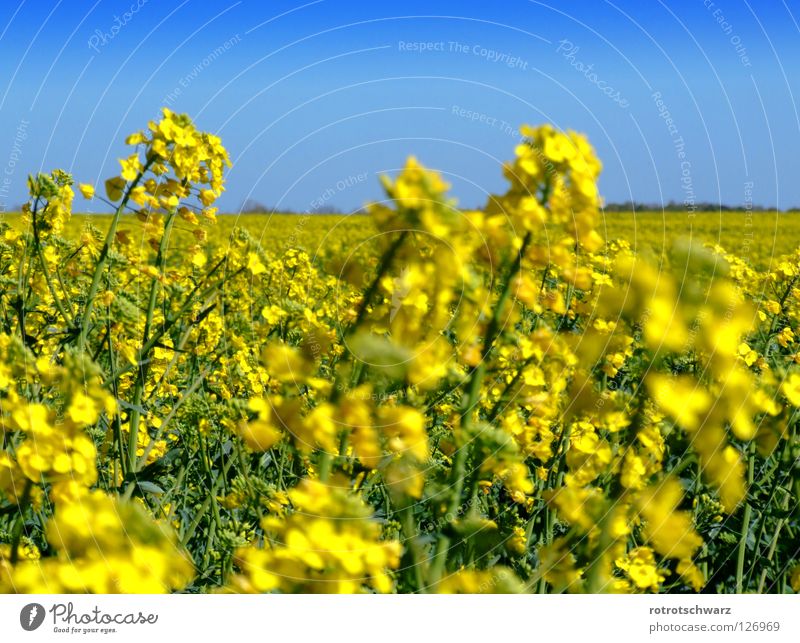 Rapsfeld Rapsblüte Pflanze Blüte gelb Feld Strukturen & Formen Sommer Landwirtschaft Reifezeit Hintergrundbild Biokraftstoff Diesel Biodiesel Brandenburg