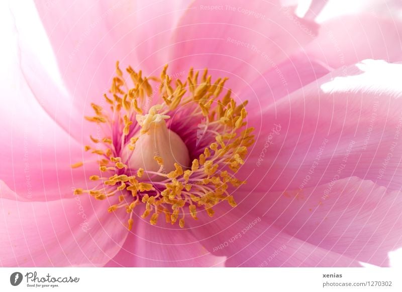 Makroaufnahme einer Pfingstrose in Rosa mit gelben Staubblättern Blüte Pflanze Frühling Blume Rose rosa zart schön Detailaufnahme Duft Blühend Garten xenias