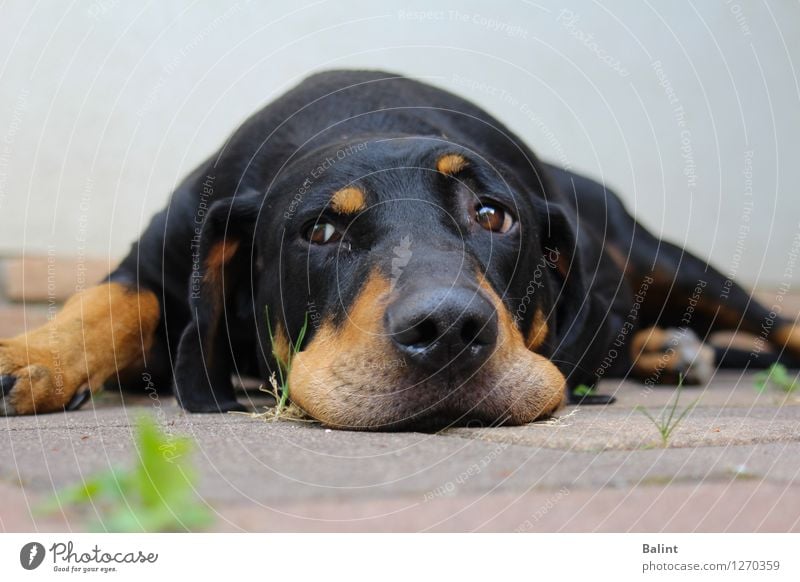 Müder Hund schwarz Auge ein lizenzfreies Stock Foto von Photocase