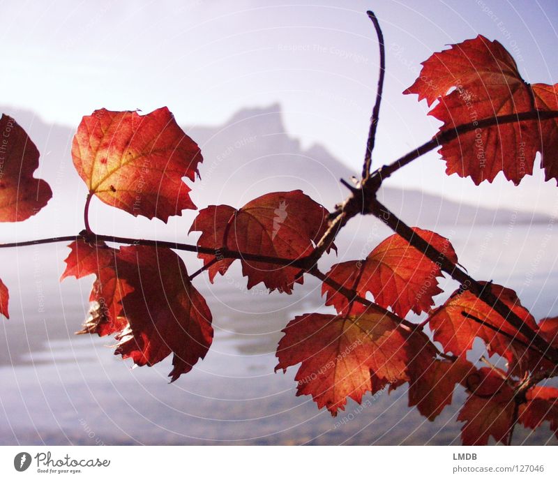 Drachenwand und Feuerlaub See Blatt Nebel unklar rot grau braun Herbst September Oktober November Ferne nah Scheune Salzkammergut Österreich Horizont
