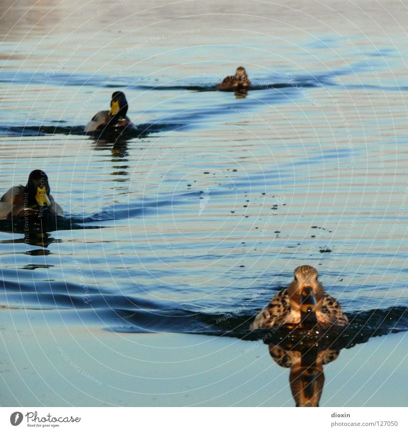 Duck Invasion Vogel Erpel Formation Reflexion & Spiegelung Wellen See Teich Wasservogel Ente Natur Im Wasser treiben Schwimmen & Baden Tiergruppe Ententeich