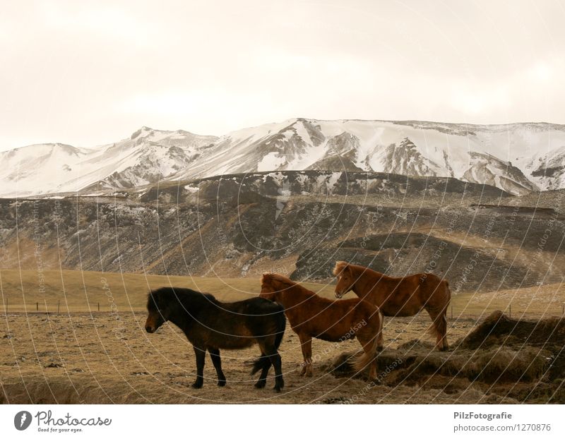 Isländer Umwelt Natur Landschaft Schnee Gras Feld Hügel Berge u. Gebirge Gipfel Schneebedeckte Gipfel Pferd Island Ponys 3 Tier Zaun ästhetisch Unendlichkeit