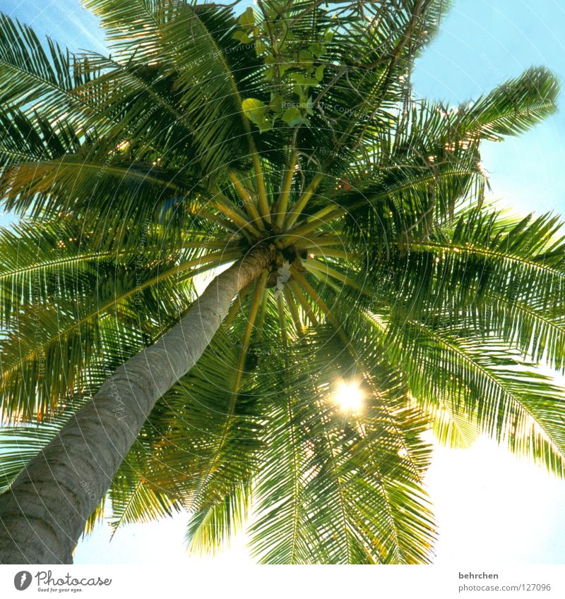 mein sonnenschirm Farbfoto Gegenlicht Ferien & Urlaub & Reisen Sommer Sonne Sonnenbad Meer Insel Himmel Blatt Küste genießen träumen grün Malediven Palme