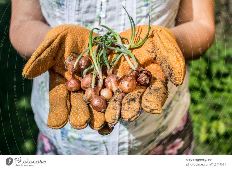 Hände halten Betriebsfühler in einem Garten Gemüse Gartenarbeit Frau Erwachsene Hand Natur Pflanze Erde Frühling Wachstum frisch natürlich grün Knolle Halt
