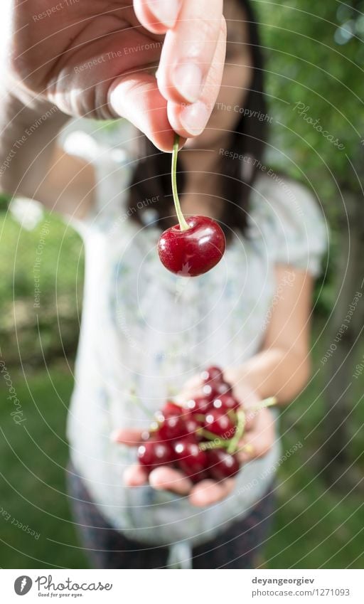 Frauensammeln Kirschen mit Korb Frucht schön Sommer Garten Mädchen Erwachsene Hand Natur Pflanze frisch natürlich grün rot weiß Morello Kommissionierung
