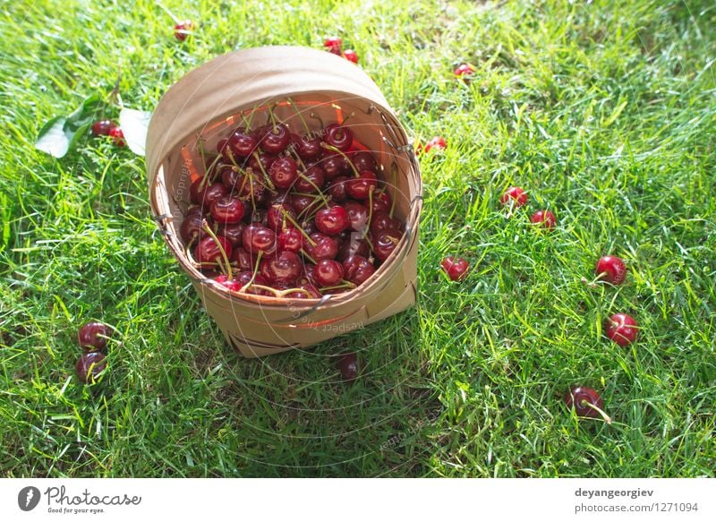 Morello Kirschen im Korb auf der grünen Wiese Frucht schön Sommer Garten Gartenarbeit Natur Baum Gras Blatt frisch natürlich saftig rot süß Gesundheit