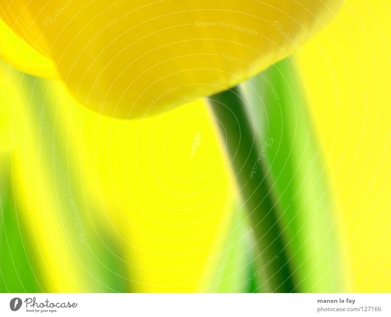 Le Tulpe gelb grün Hintergrundbild Unschärfe Frühling Sommer Blume Blüte Blütenkelch Niederlande Sonnenbrille Makroaufnahme Nahaufnahme