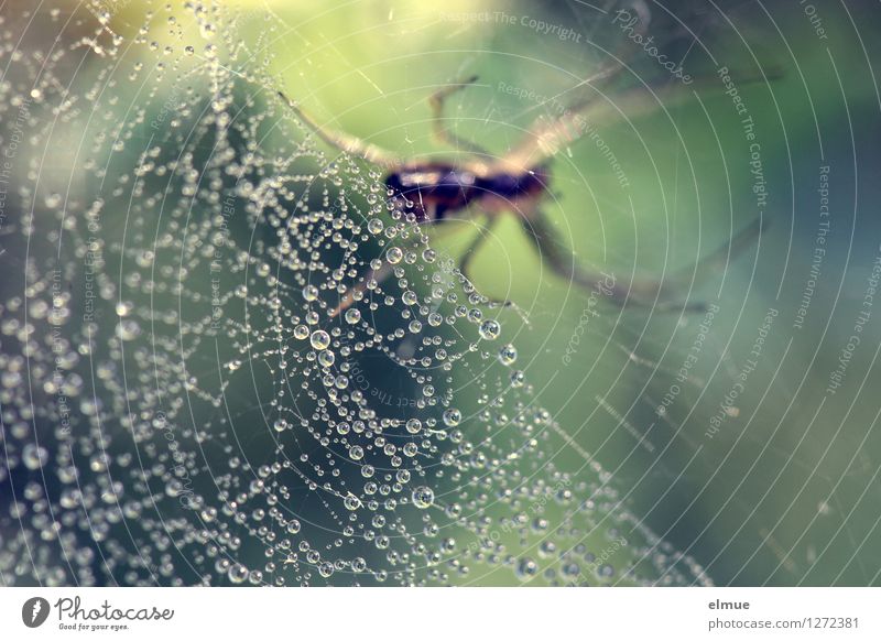 Die Perlensammlerin. Natur Tier Wassertropfen Wiese Spinne Spinnennetz Netz Netzwerk Tropfen Perlenkette Reichtum hängen warten gruselig listig blau grün Macht