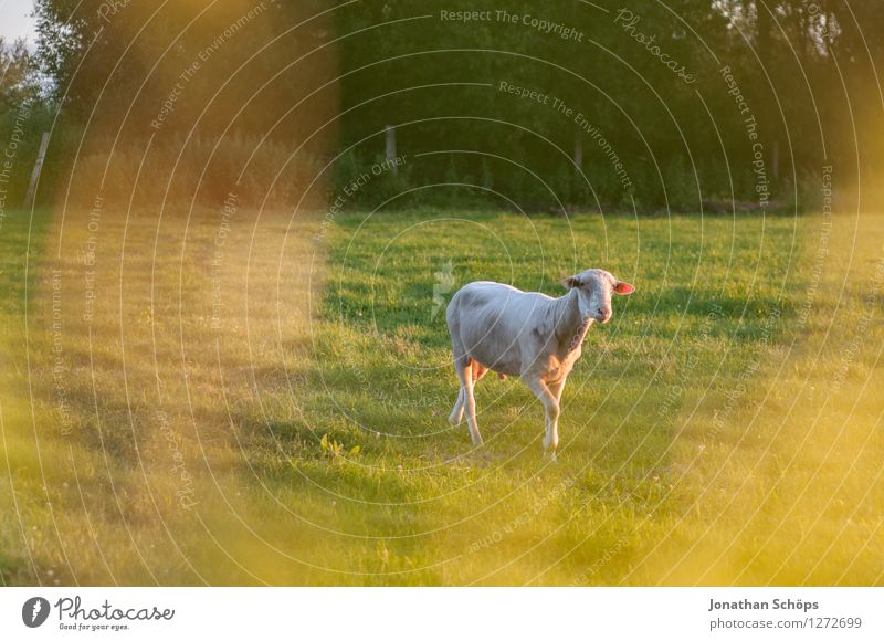 Shaun das Schaf Umwelt Natur Landschaft Sommer Schönes Wetter Pflanze Gras Wiese Tier Nutztier 1 Lebensfreude Bauernhof einzeln Idylle Sonnenstrahlen Abendsonne
