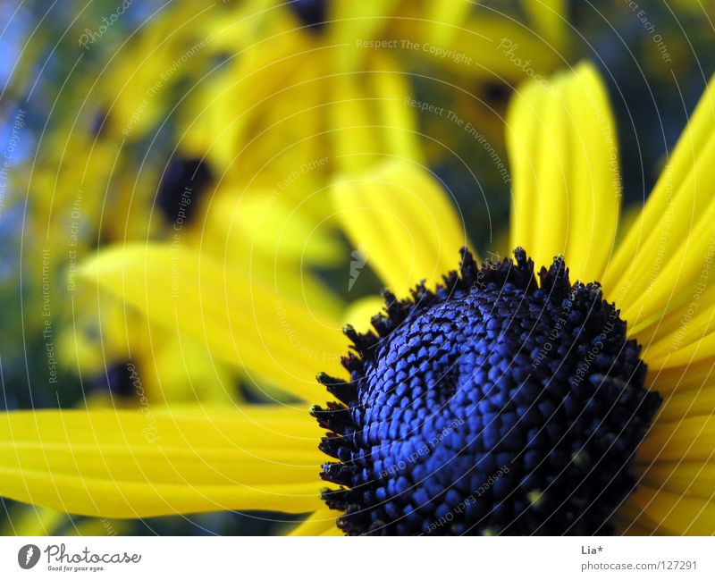 Blumenwiese Blüte Wiese Sommer Blütenblatt gelb glänzend Pollen Kraft sprießen mehrfarbig Farbe tief blau Jungpflanze Stempel Blühend Kontrast