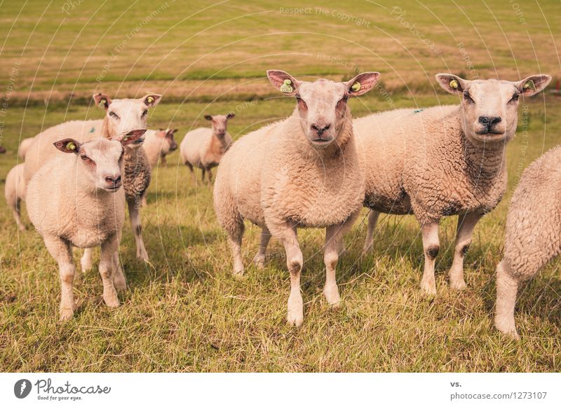 Piercing Convention Landschaft Hügel Nutztier Schaf Schafherde Tiergruppe Herde füttern weich Tierliebe Tierzucht Deich Niederlande Wolle Fell Bekleidung
