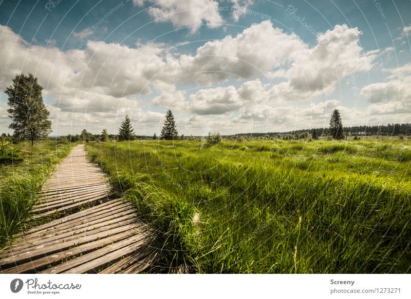 Weites Land Ferien & Urlaub & Reisen Tourismus Ausflug wandern Natur Landschaft Pflanze Himmel Wolken Sommer Schönes Wetter Eifel Hohes Venn Belgien blau braun