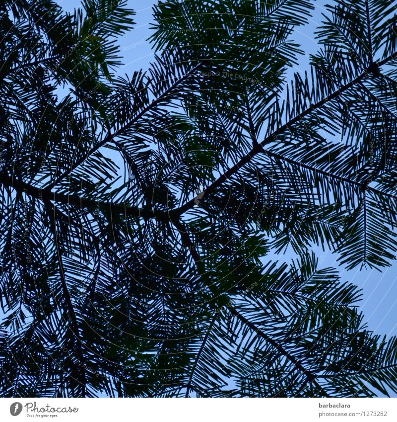 Schraffur auf blau Umwelt Natur Pflanze Himmel Kiefer Nadelbaum Park schwarz ästhetisch bizarr Design Duft Farbe Kunst Sinnesorgane Farbfoto Außenaufnahme