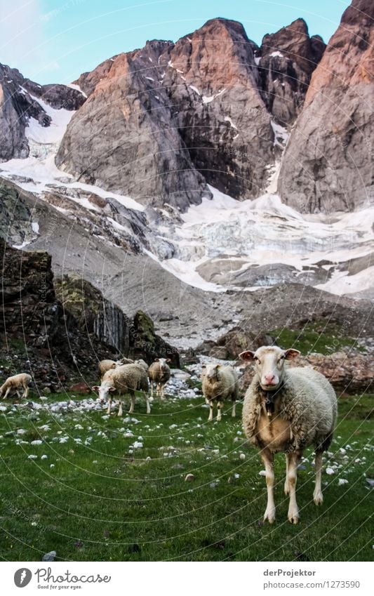 Pyrenäen-Wanderweg 20 Ferien & Urlaub & Reisen Tourismus Ausflug Abenteuer Ferne Freiheit Berge u. Gebirge wandern Umwelt Natur Landschaft Pflanze Tier Sommer