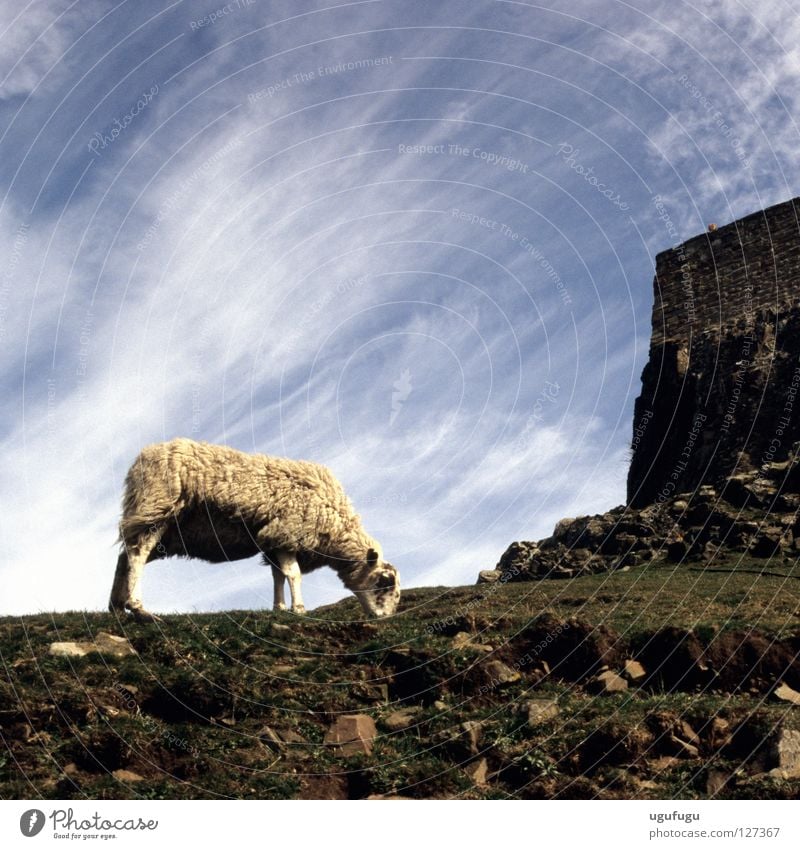 Sheeps Himmel Cirrus Island Säugetier sheep Lindisfarne castle grass sky clouds wool stones