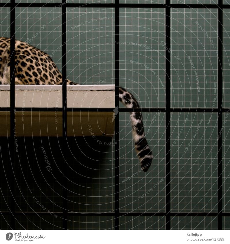 katzenfütterung Zoo Käfig gefangen Lebewesen Qual Landraubtier Raubkatze Katze Leopard Fleischfresser Muster Gitter Schwanz Körperhaltung Säugetier