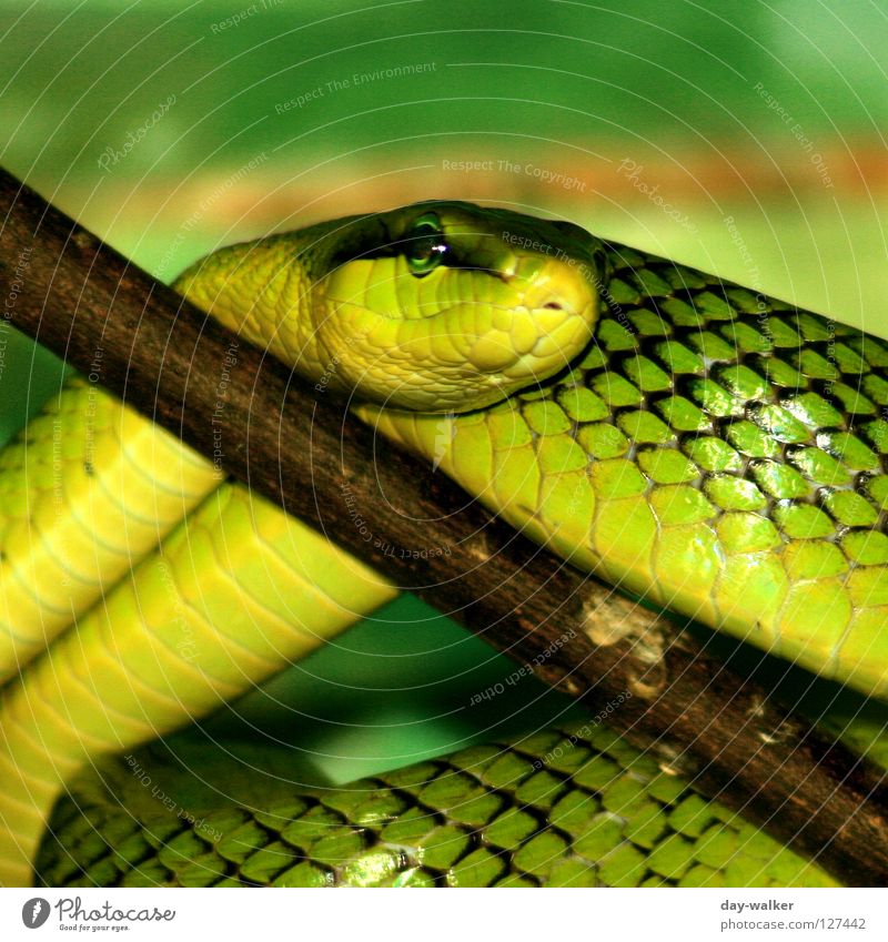 Fauna meets Flora Baumrinde grün gelb braun Muster krabbeln biegen Pflanze Tier Reptil gefährlich Schlange snake Scheune Haut Maserung schleichen Ast