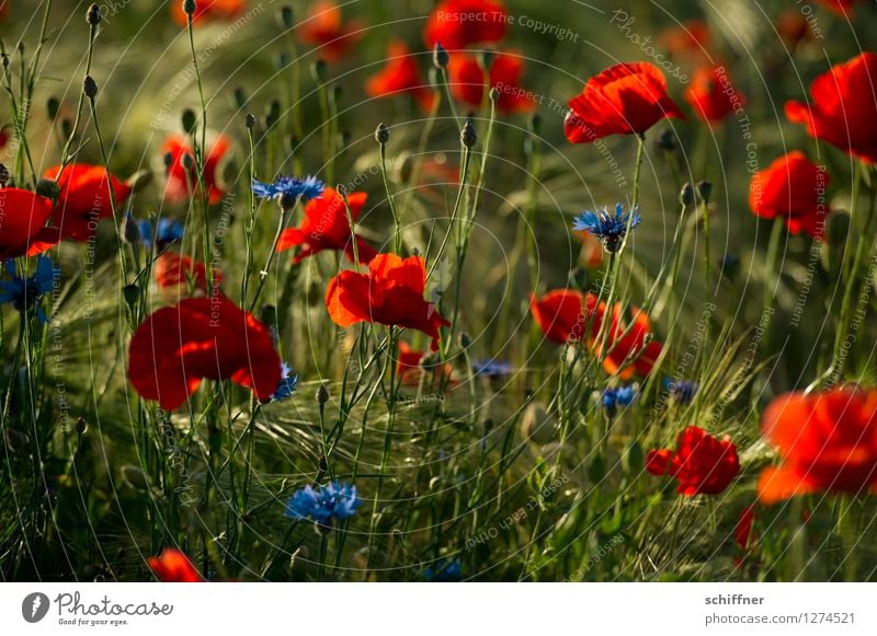 Spreedorado | Mohn dieu! Pflanze Schönes Wetter Blume Gras Blüte Wiese Feld blau grün rot Mohnblüte Mohnfeld Mohnkapsel Mohnblatt Korn Kornblume Außenaufnahme