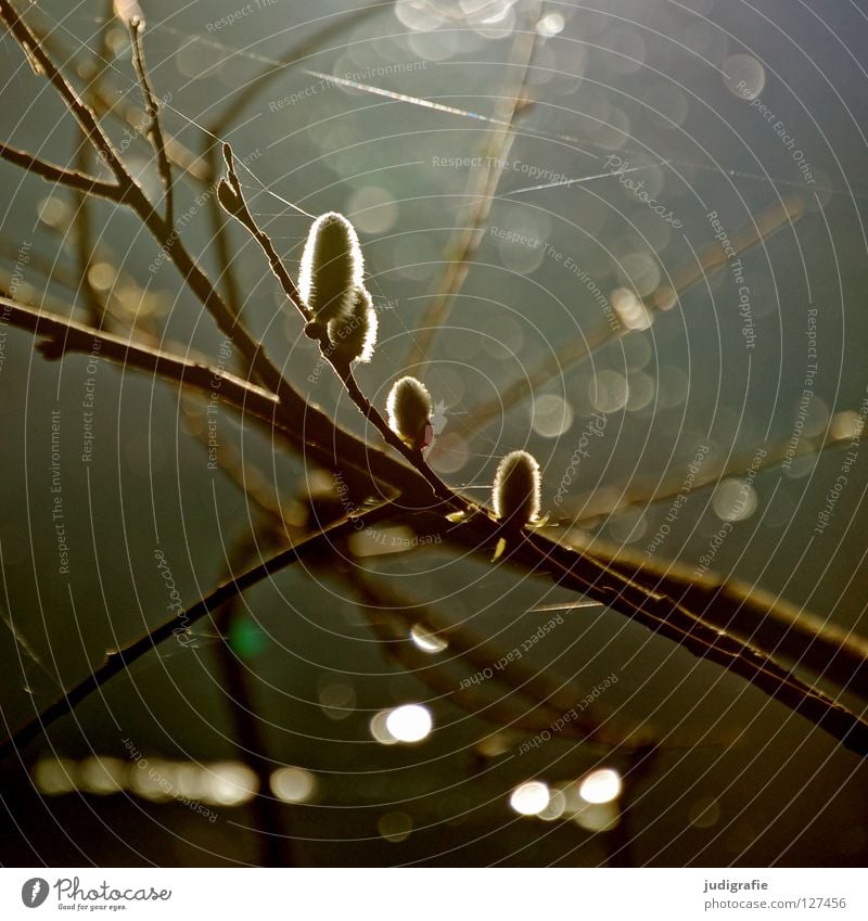 Frühling Licht See Gegenlicht zart Weidenkätzchen Sal-Weide Blüte Baum Geäst weich schön Umwelt Pflanze Farbe Zweig Ast Natur