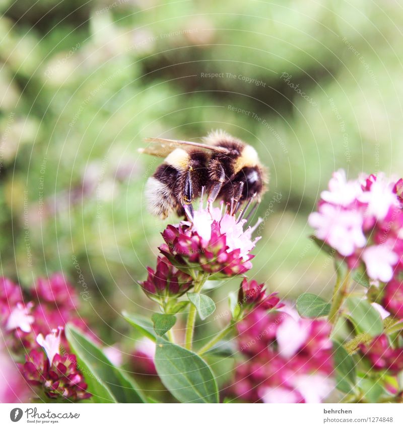 summsi Frühling Sommer Schönes Wetter Pflanze Blatt Blüte Kräuter & Gewürze Thymian Majoran Oregano Garten Park Wiese Wildtier Biene Flügel Fell 1 Tier Blühend