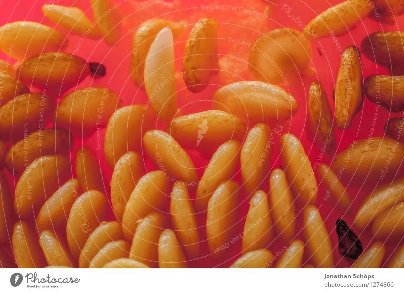Die Paprika III Lebensmittel Gemüse Ernährung Gesunde Ernährung Speise Essen Foodfotografie Bioprodukte Vegetarische Ernährung Slowfood Fingerfood ästhetisch