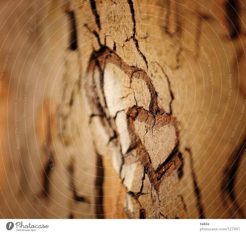 Liebe Freude Glück Valentinstag Paar Partner Baum Holz Zeichen Herz träumen Zusammensein Gefühle Leidenschaft Vertrauen Verliebtheit Treue Hoffnung Lust Zukunft