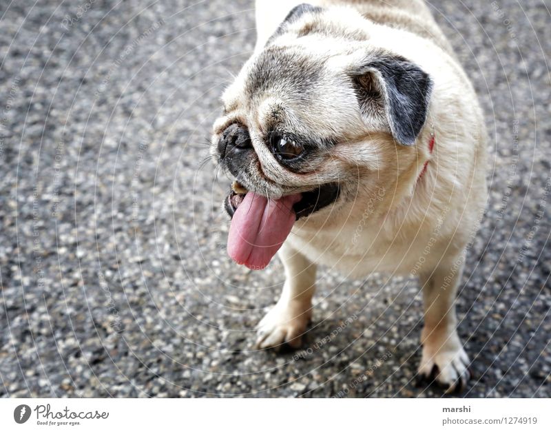 heiß heute Tier Haustier Hund 1 Stimmung Zunge Mops Straße atmen Fell Glubschauge Farbfoto Außenaufnahme Detailaufnahme Tag Tierporträt